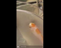 Gold fish smoke blowing o