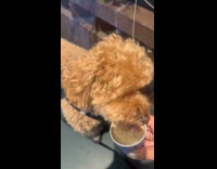 Woman films dog busy eating pup cup