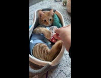 Cat in bed offered different toys