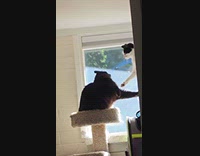 Two cats fighting look over
