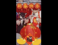 Two shiba dogs made to dance chinese new year
