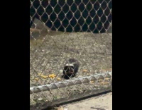 Skunk lurks outside restaurant busy eating fries