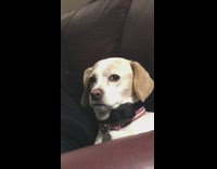 Dog sitting on couch staring squinty eyes