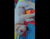 Brown puppy dog sleeps bed twitches paws