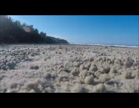 Two hermit crabs get into fight beach 