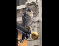 Falcon bird sit on banner metal rod