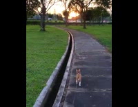 Orange kitten goes on walk at park 