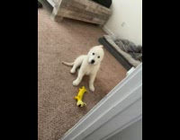 Puppy with tied ear bite his legs