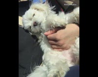 music dog on owners lap and wind getting blown on it 