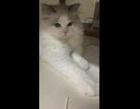 White cat plays with purple toy