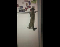 Cat jumps hangs onto the refrigerator handle 
