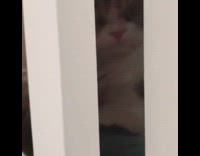 Black cat blocks other cat from getting in 