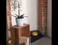 Grey cat white orchid plant yellow bowl 