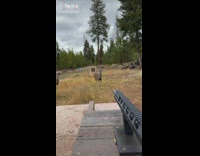 Guy aiming down gun deer blocking target 