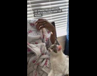 Girl asks cat why its being bad