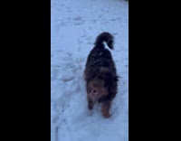 Puppys first time playing in snow