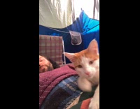 Collab Clips MPUGC - Orange white cat crawling on camper guy
