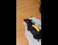 Guy tries to balance toy over dog