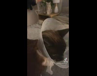 Cat doesnt recognize sister smell after surgery 