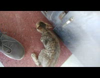 Kitten Plays with Guy near Metal Cabinets 