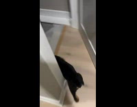 Puppy slide down on basement stairs