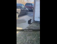 Drunk raccoon goes through trash drinks beer