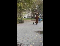 Brown coat lady walks black dog park