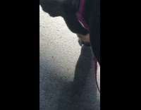 Chihuahua dog squishes bug with paw girl 