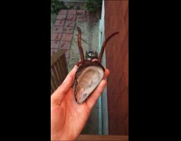 Seashell and sea plant as horns weird formation