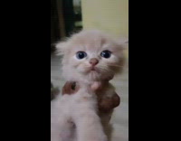 Person hold pet kitten using one hand