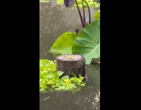 Small rubber duck in pond at park