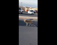 Coyote encounter walks around the parking lot