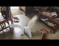 Magazine falls and scares ducks and goose 