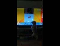 Dog jump while watching dog jump on tv