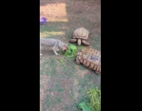 Dog eats leaves with the two turtles