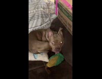 Dog curled on sofa lick corn plushy toy