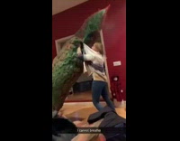 Woman jacket stuck to Christmas Tree 