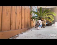 Corgi puppy wears various bibs and collars 