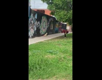 Brown dog sits black mural wall lady