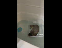 Cat in plastic container in water bathtub 