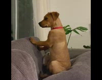 Collab Pets For All - Brown dog red collar sits upright on couch and keeps a look out 