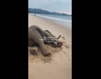 Woman encounters baby elephant at beach