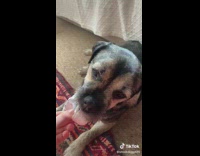 Woman shows her destroyed airpods case and then shows dog chewing it