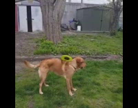 dog tries to catch frisbee and misses 
