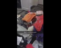 Dog hides under pile of clothes