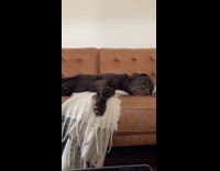 Black dog barks while sleeping on sofa