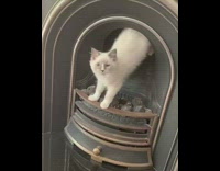 White kitten cat meows black coal fireplace 