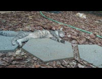 Time lapse guy stacks mulch on cat 
