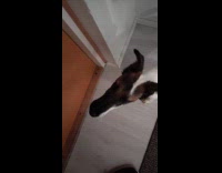 Dog responds yawn when greeted by hello