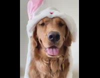 Dog wears white bunny ears hat 